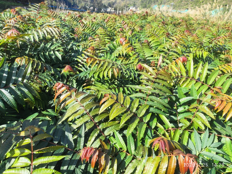 贵州本地红油香椿苗香味浓成活率高健康好苗