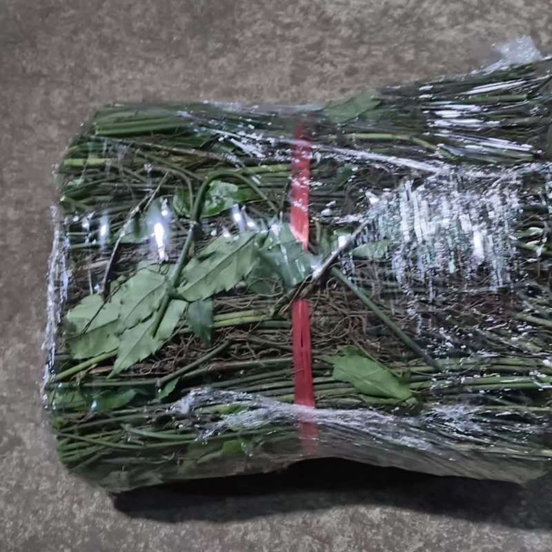 小叶紫藤三叶青藤条品质保证按需打包供货量大价格合理
