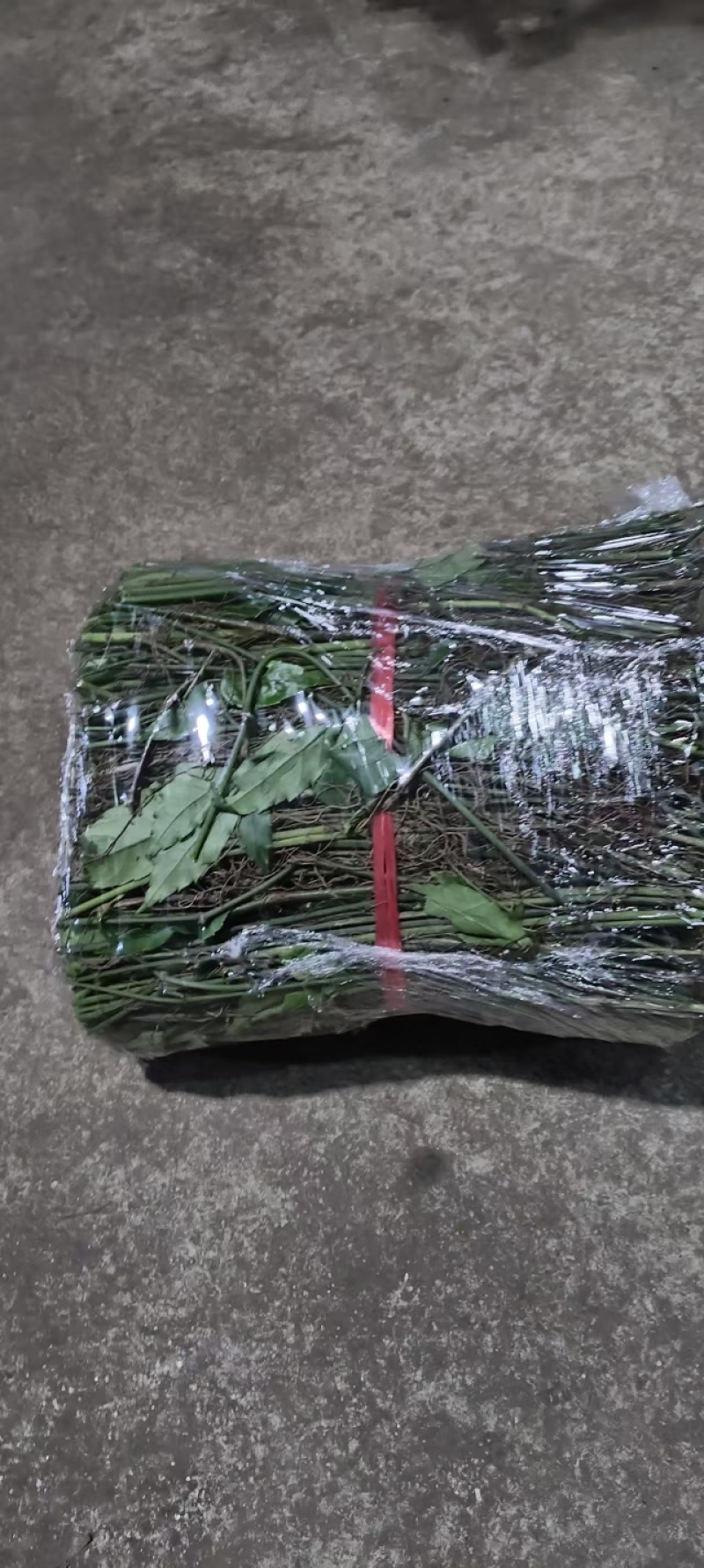 小叶紫藤三叶青藤条品质保证按需打包供货量大价格合理