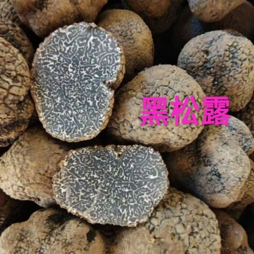 批发/一件代发新鲜黑松露食用菌刺身高端食材营养丰富
