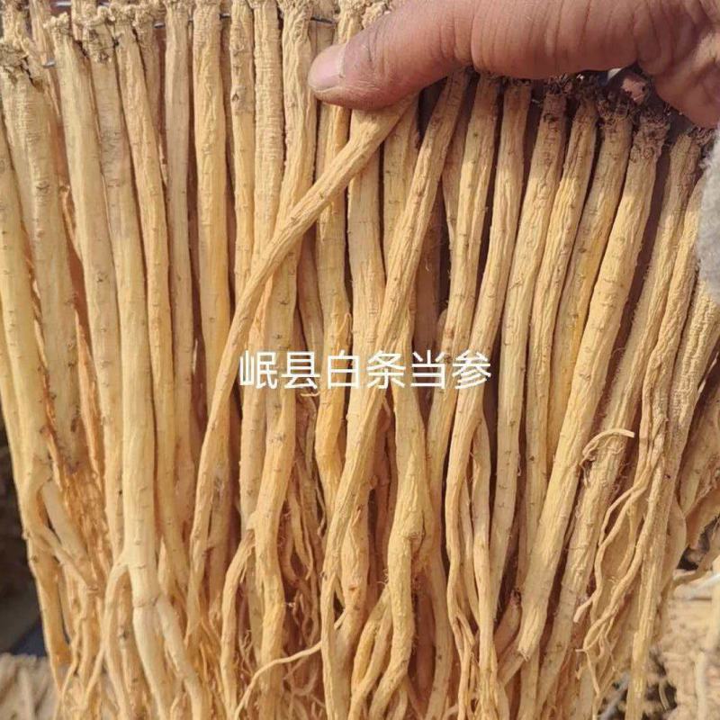 甘肃岷县白条党参批发零售量大从优