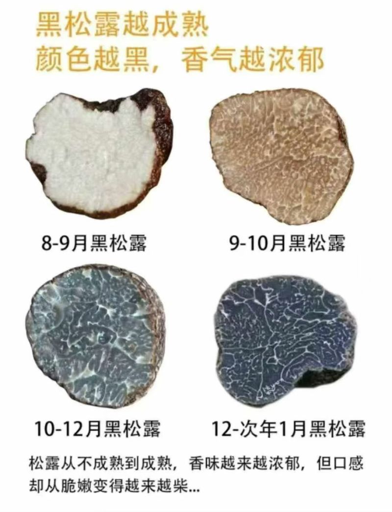 批发/一件代发新鲜黑松露食用菌刺身高端食材营养丰富