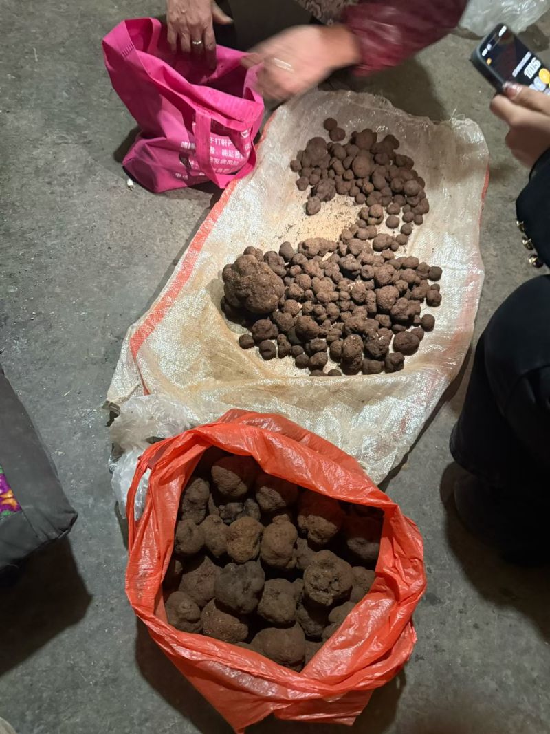 批发/一件代发新鲜黑松露食用菌刺身高端食材营养丰富