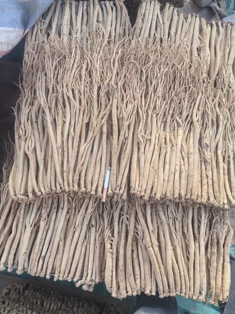 甘肃岷县白条党参批发零售量大从优