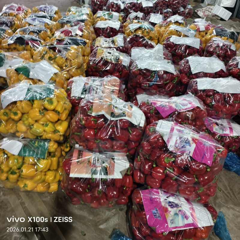 产地彩椒，长期大量供货，提供各种包装，代发全国各地