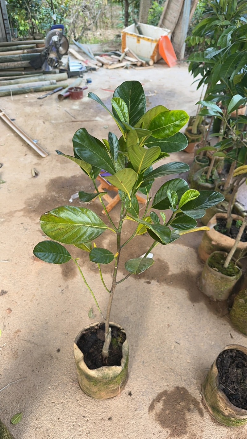 印泥红菠萝蜜苗红肉干苞脆甜四季带营养杯发货