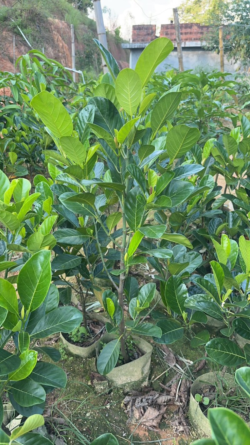 印泥红菠萝蜜苗红肉干苞脆甜四季带营养杯发货