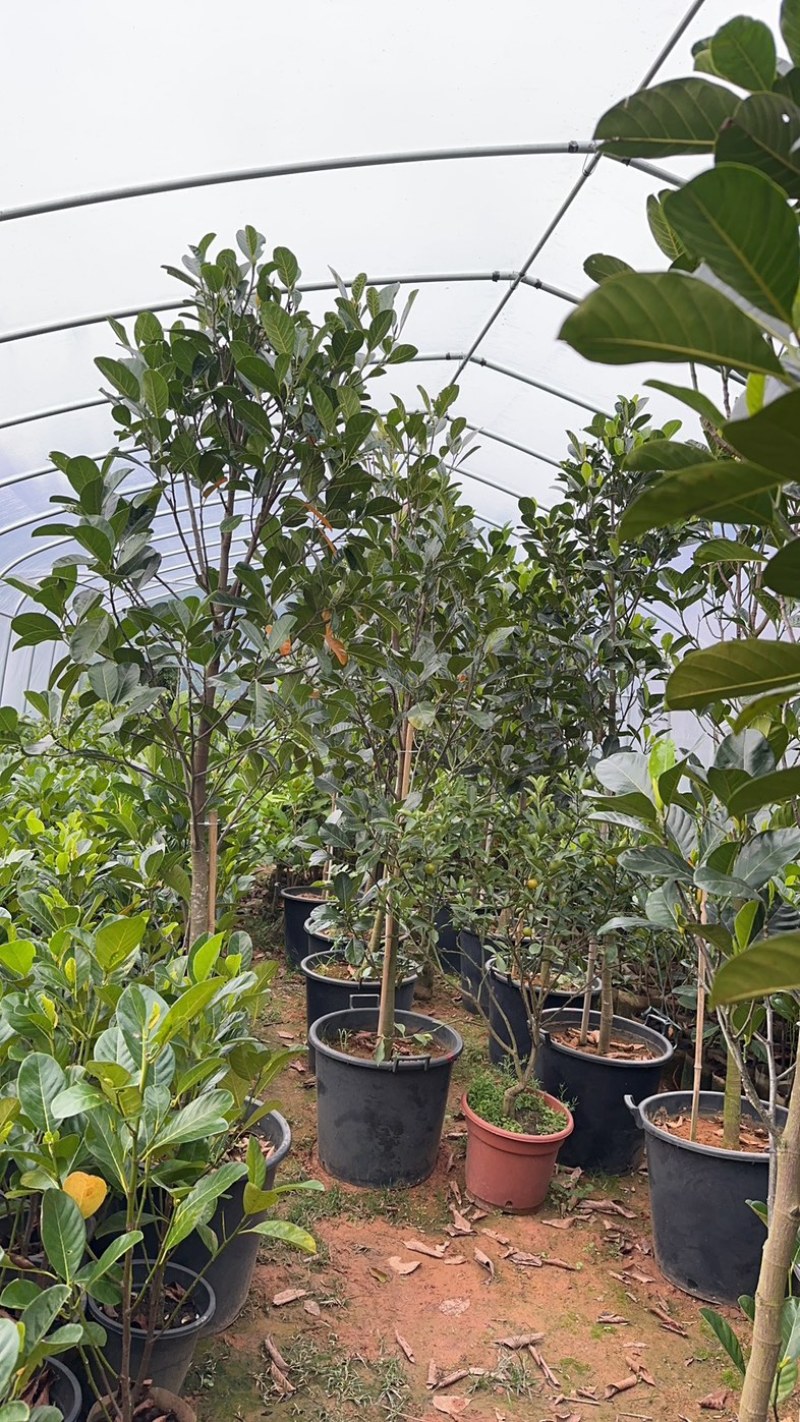 印泥红菠萝蜜苗红肉干苞脆甜四季带营养杯发货