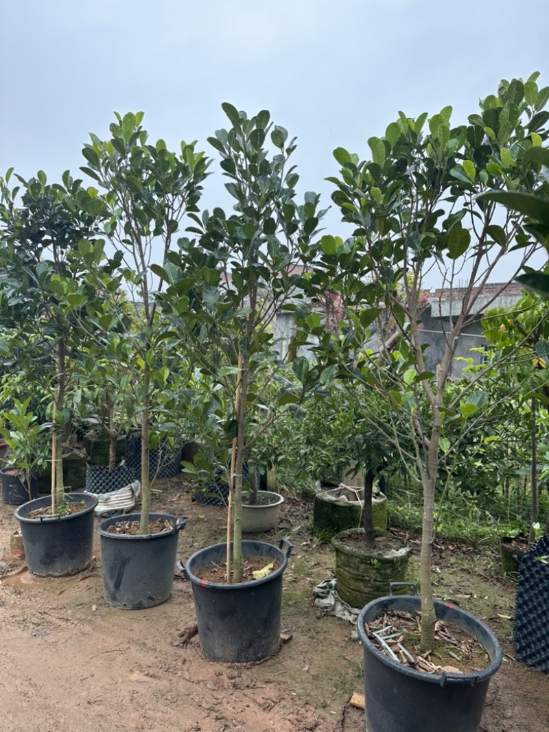 印泥红菠萝蜜苗红肉干苞脆甜四季带营养杯发货