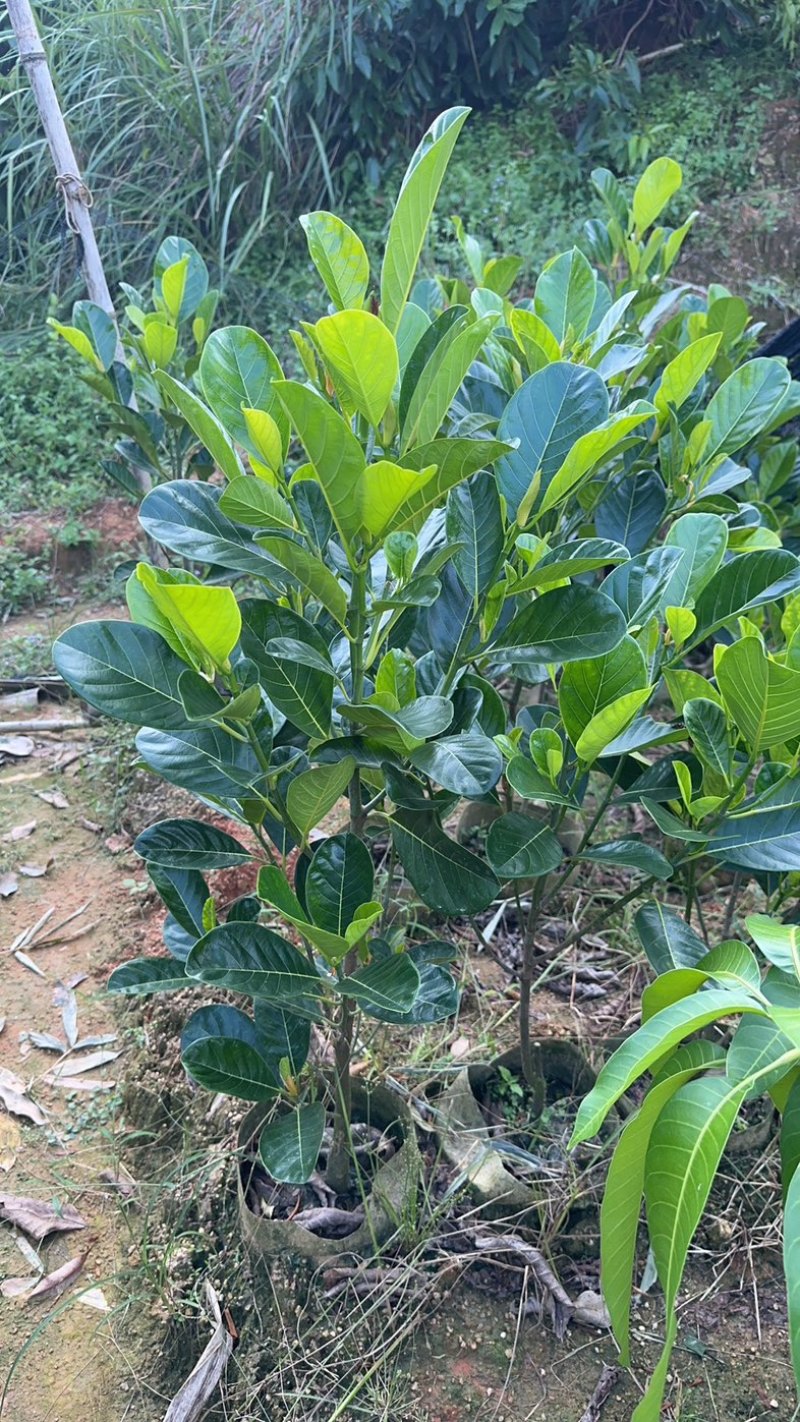 印泥红菠萝蜜苗红肉干苞脆甜四季带营养杯发货