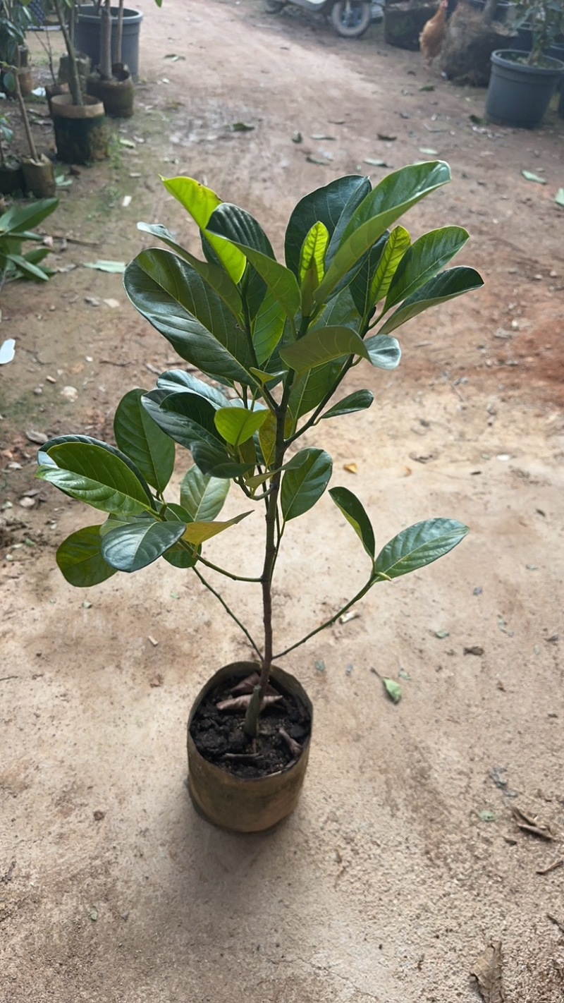印泥红菠萝蜜苗红肉干苞脆甜四季带营养杯发货