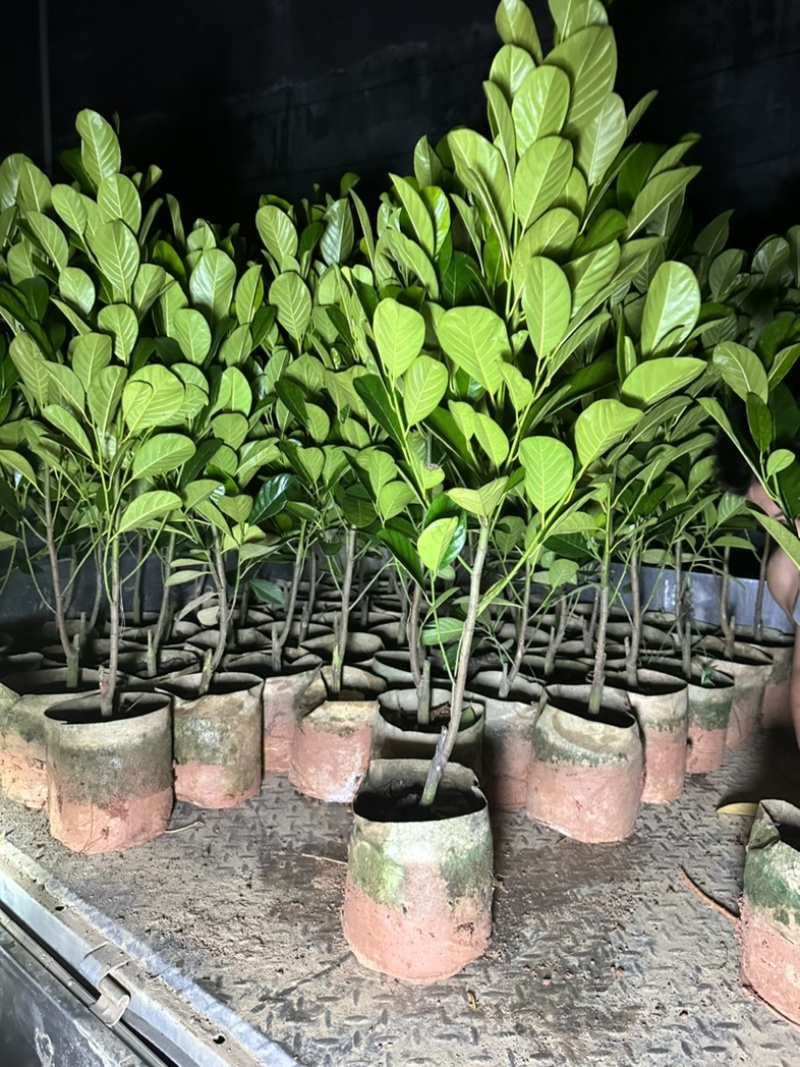 印泥红菠萝蜜苗红肉干苞脆甜四季带营养杯发货