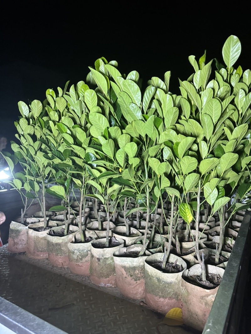 印泥红菠萝蜜苗红肉干苞脆甜四季带营养杯发货