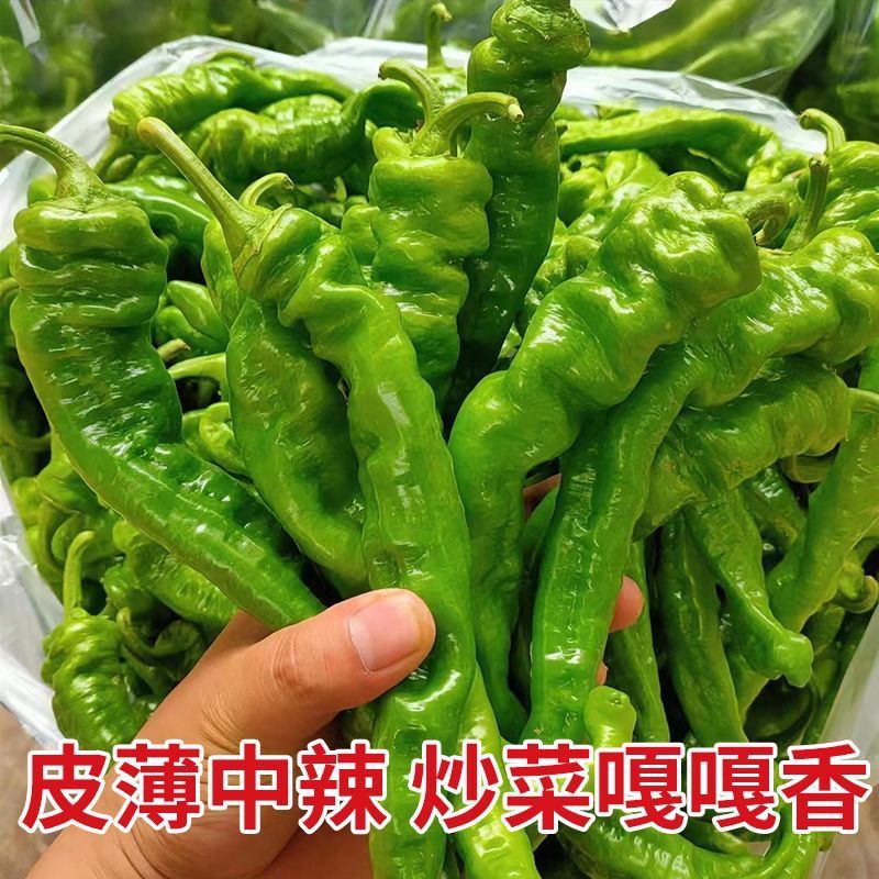 螺丝椒产地直供大量现货品质好价格低欢迎来电