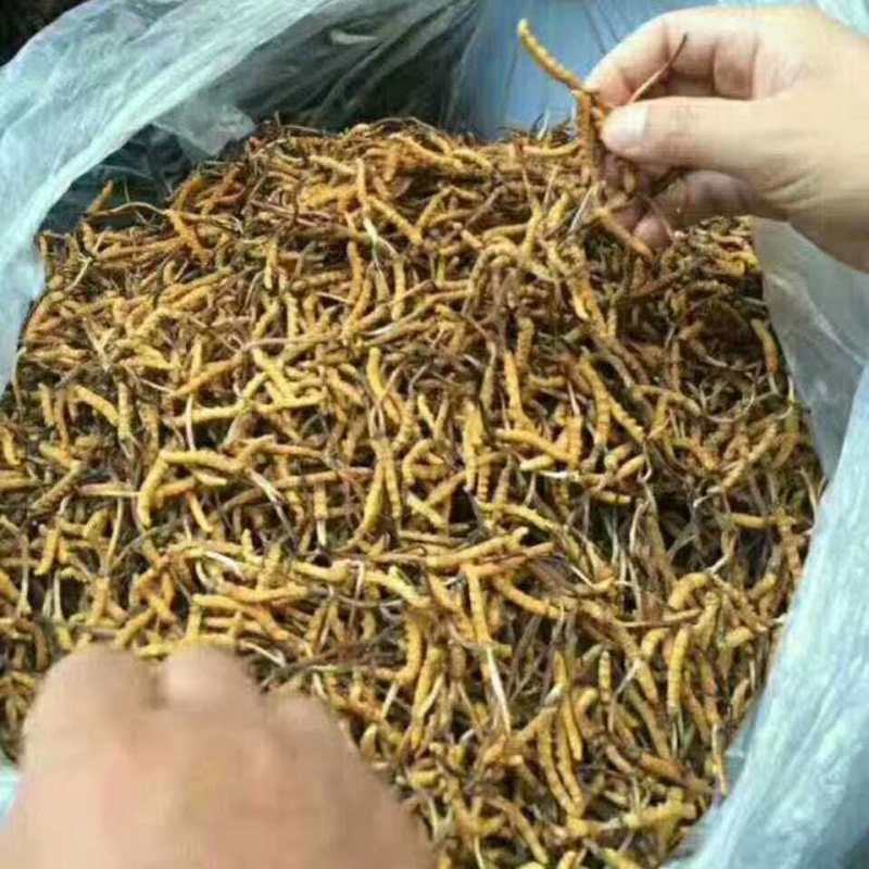 虫草
