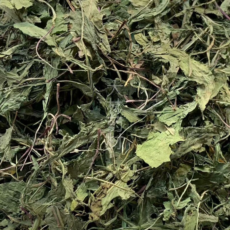 蒲公英【包邮】三斤起发货可批量可零售量大从优