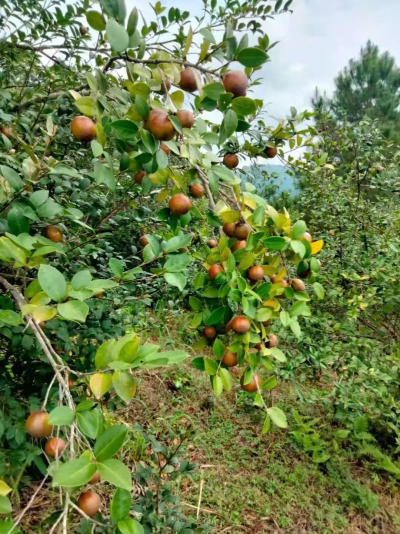 农村老树茶籽油
