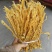 麻竹笋笋花