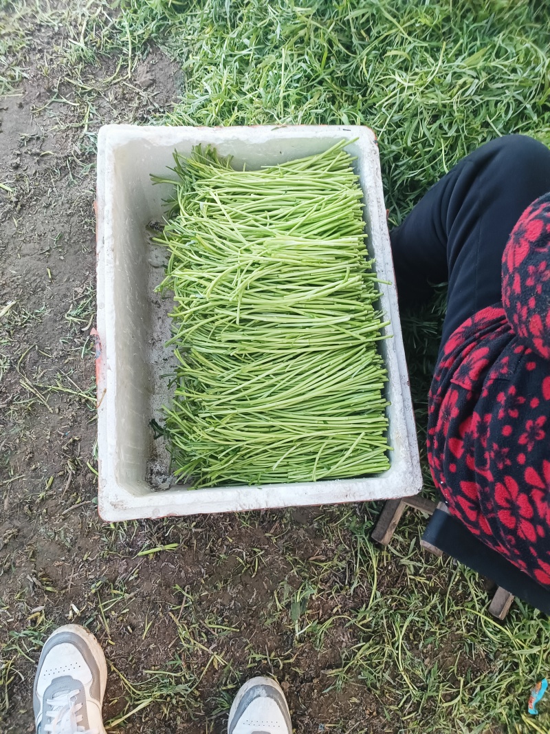 精品芦蒿，大量上市，支持视频看货，量大价优
