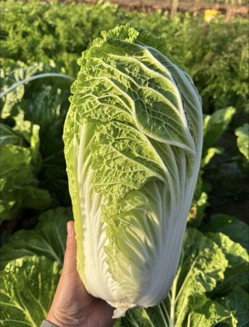 湖北黄心大白菜产地现货基地直发大量供应电商市场货