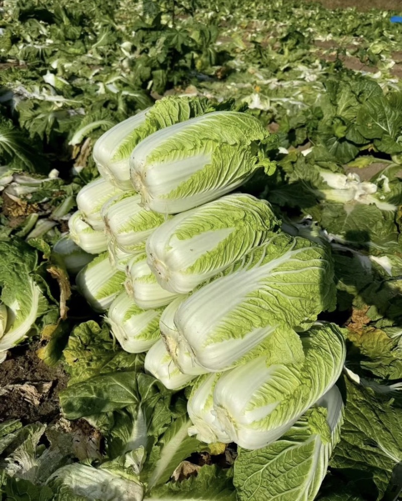 湖北黄心大白菜产地现货基地直发大量供应电商市场货
