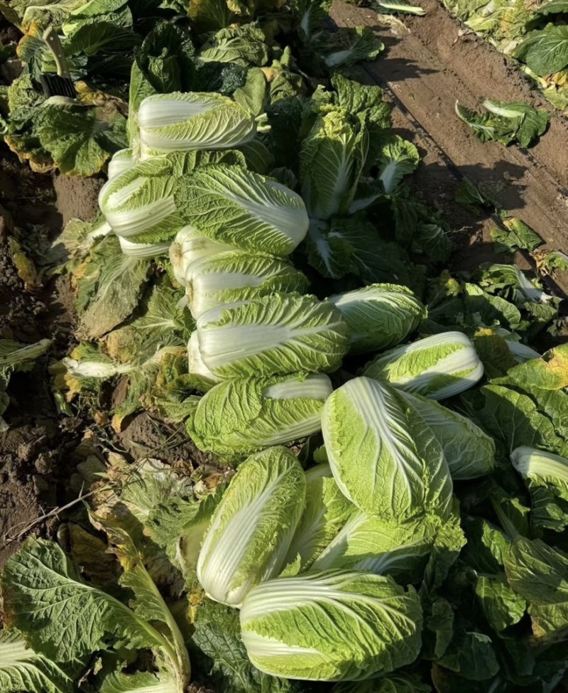 湖北黄心大白菜产地现货基地直发大量供应电商市场货