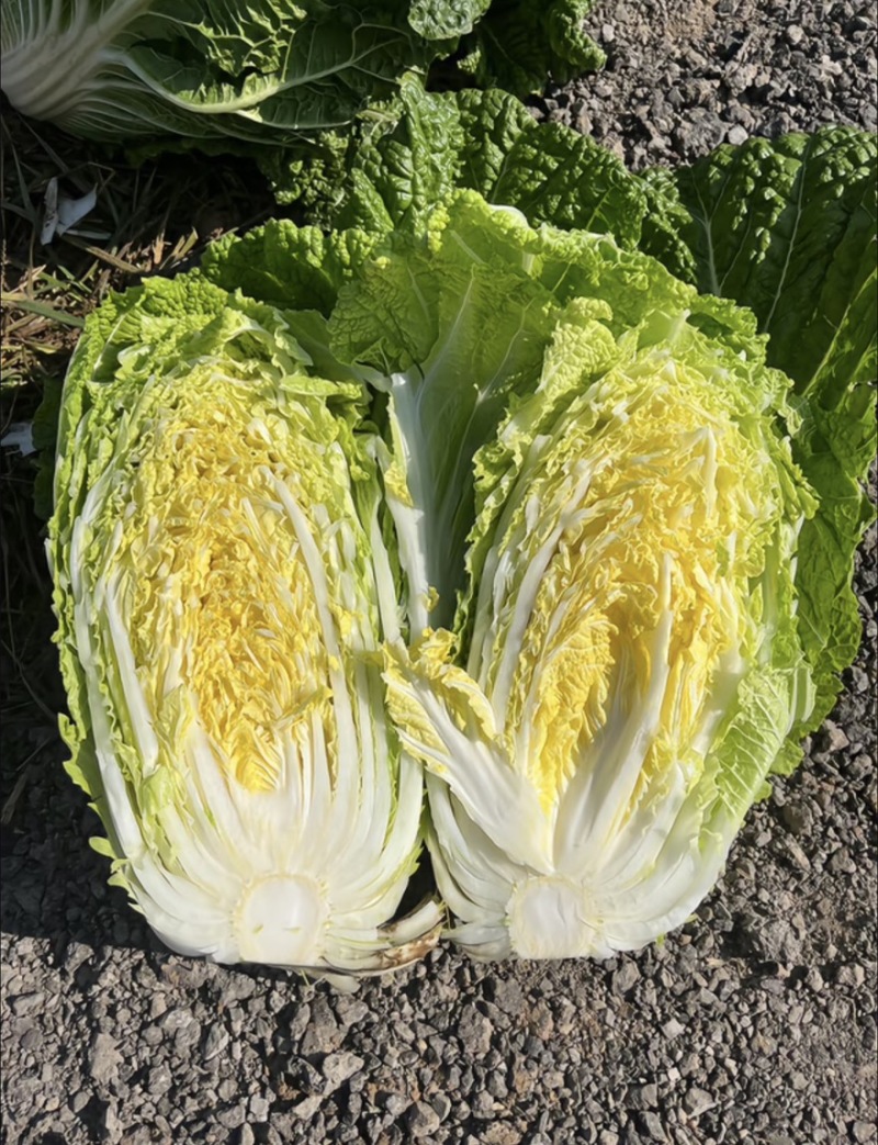 湖北黄心大白菜产地现货基地直发大量供应电商市场货