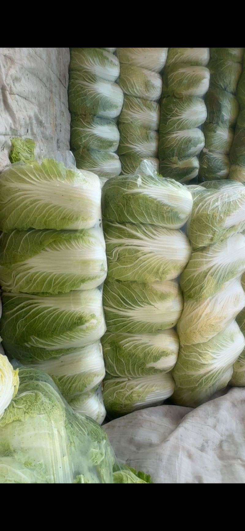 精品大白菜，货量充足，便宜的也有，欢迎咨询