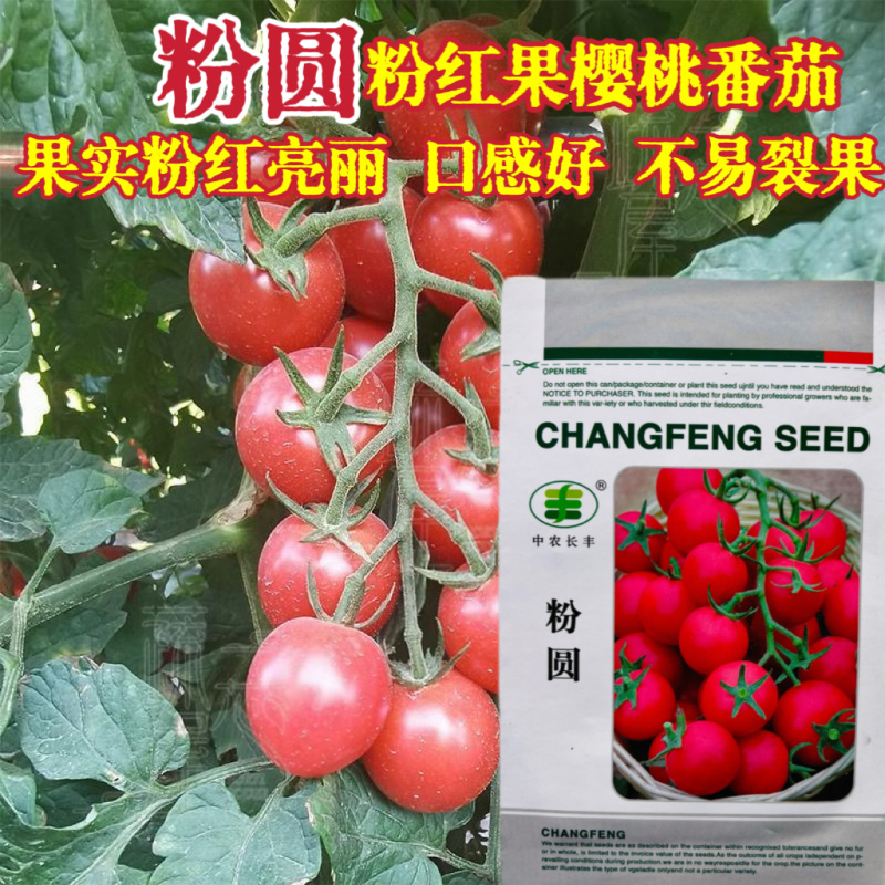 粉圆樱桃番茄种子圣女果小西红柿籽口感好耐低温杂交高产春秋