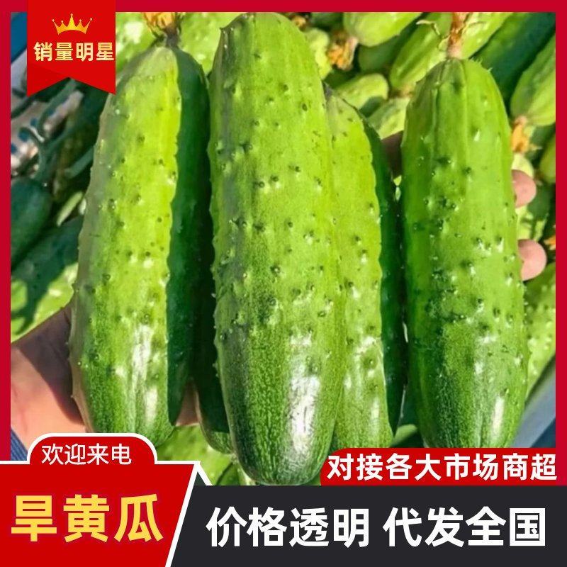 山东旱黄瓜产地直发质量保证对接全国欢迎咨询