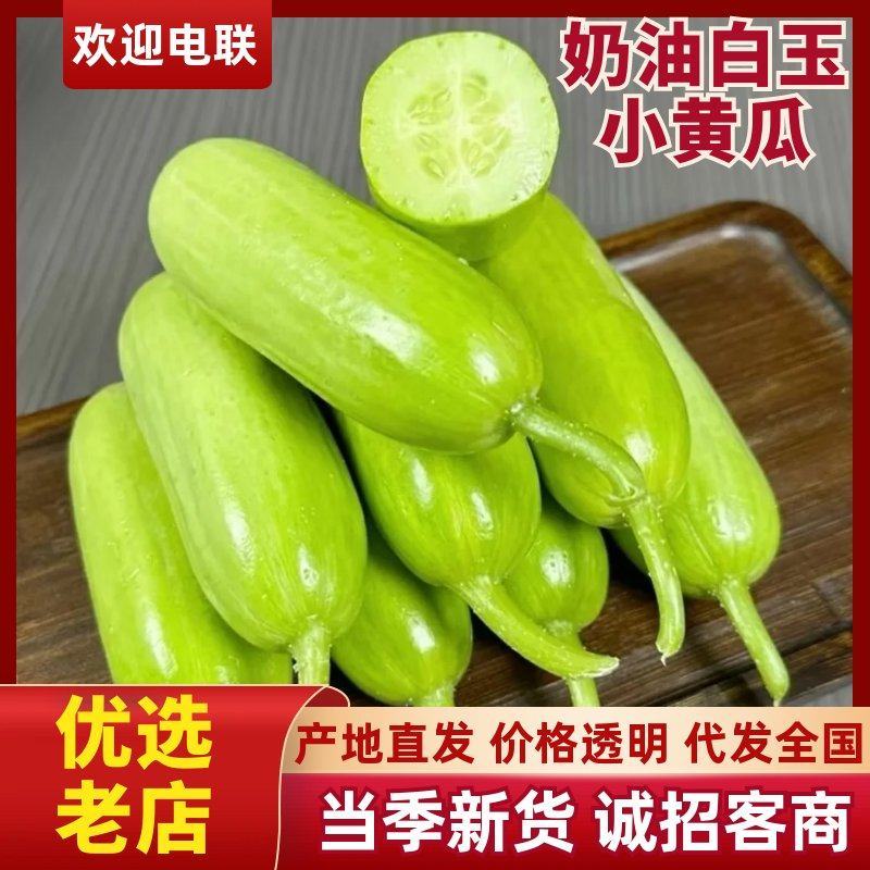 寿光奶油白玉小黄瓜脆甜不涩口规格齐全对接全国欢迎咨询