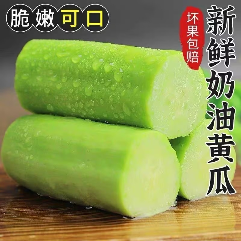 寿光奶油白玉小黄瓜脆甜不涩口规格齐全对接全国欢迎咨询