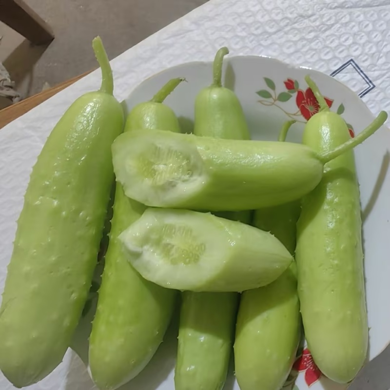寿光奶油白玉小黄瓜脆甜不涩口规格齐全对接全国欢迎咨询