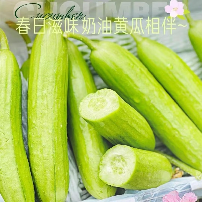 寿光奶油白玉小黄瓜脆甜不涩口规格齐全对接全国欢迎咨询