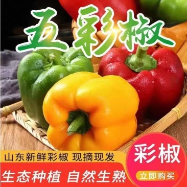 寿光五彩椒甜椒规格齐全品质保证量大从优欢迎咨询
