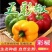 寿光五彩椒甜椒规格齐全品质保证量大从优欢迎咨询
