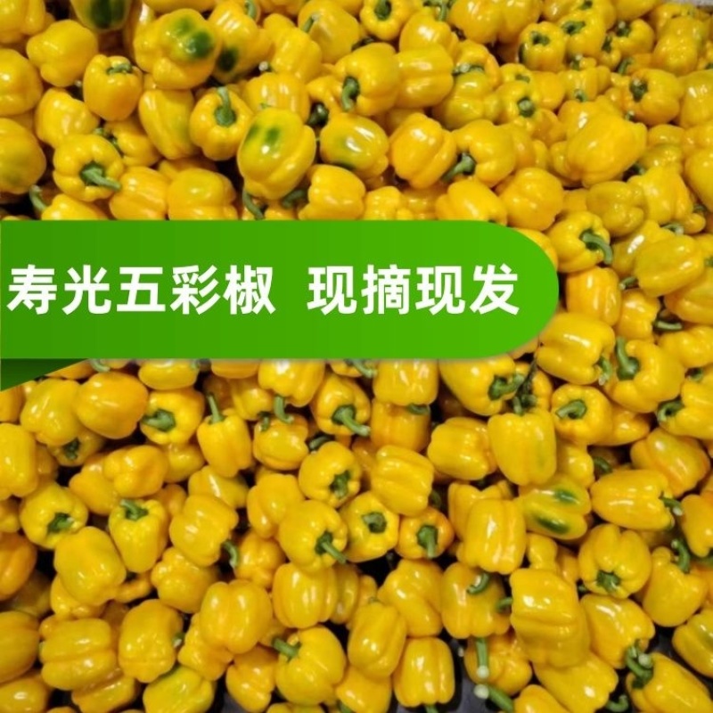 寿光五彩椒甜椒规格齐全品质保证量大从优欢迎咨询