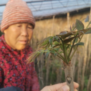 2026年1月21日陕西优质大棚香椿芽产业基地
