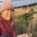 2026年1月21日陕西优质大棚香椿芽产业基地