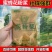 蜂老头正品花粉浆中蜂专用蜜蜂饲料发酵蜂粮油菜天然花粉
