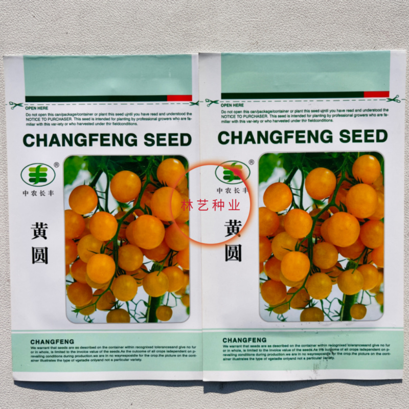 黄圆小番茄种子早熟黄皮西红柿种籽水果樱桃厚肉春秋播种