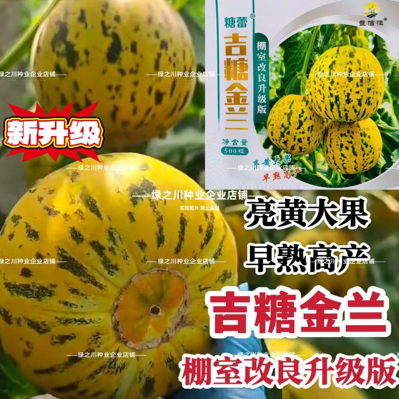 新升级吉糖金兰甜瓜种子棚室改良升级版八里香甜瓜种籽大果型