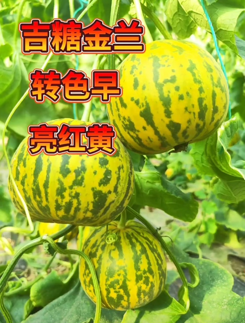 新升级吉糖金兰甜瓜种子棚室改良升级版八里香甜瓜种籽大果型