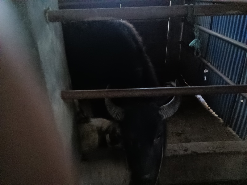 水牛角长期实力供应