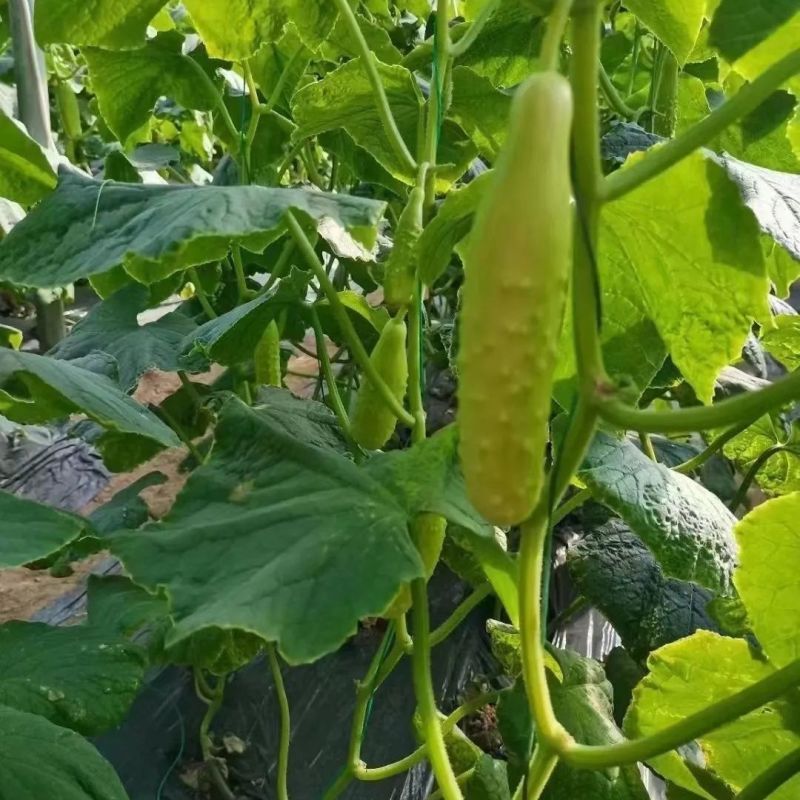 奶香翠甜玉8号黄瓜种子口感脆嫩瓜条翠绿春秋翠绿黄瓜