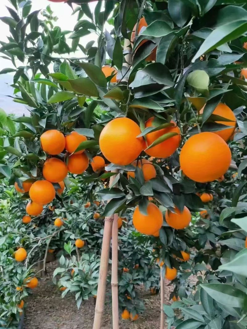 雷波脐橙