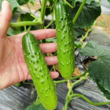 嫩绿春宝黄瓜种子绿皮绿瓤杂交一代水果型黄瓜节节有瓜清香细