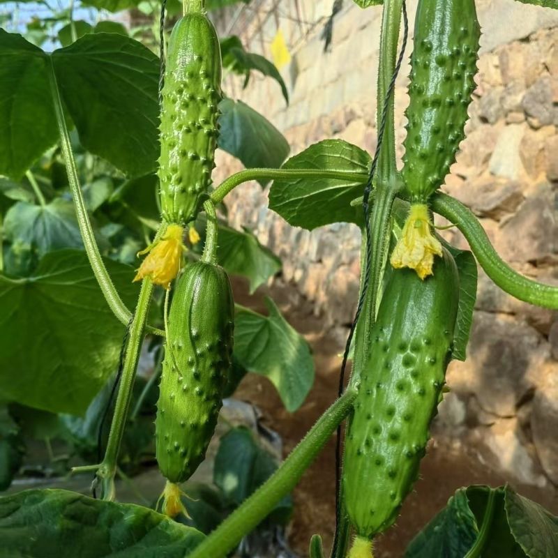 嫩绿春宝黄瓜种子绿皮绿瓤杂交一代水果型黄瓜节节有瓜清香细