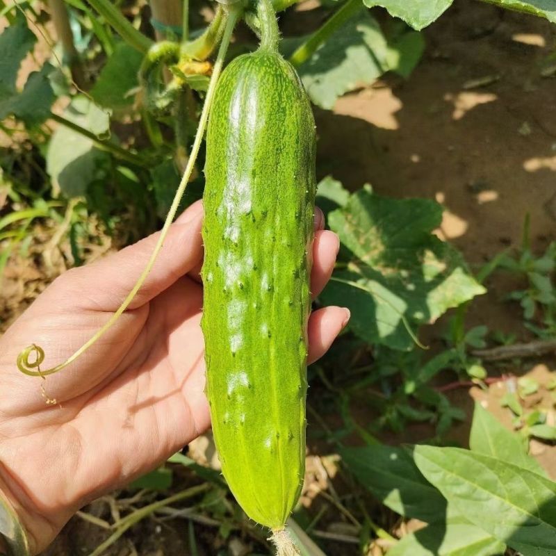 嫩绿春宝黄瓜种子绿皮绿瓤杂交一代水果型黄瓜节节有瓜清香细