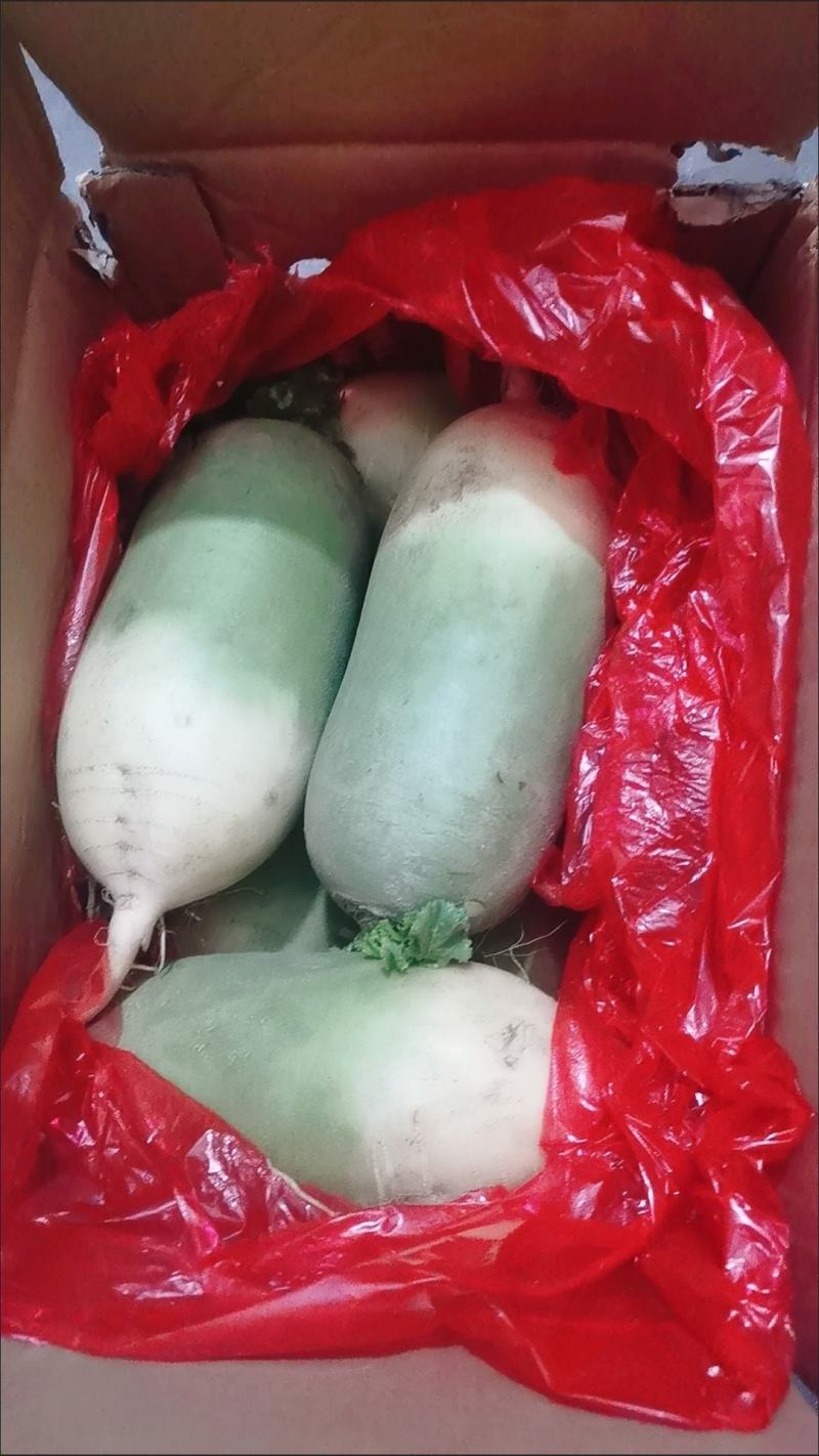 白萝卜，现挖现卖，保鲜发货，包邮到家！按时发货！